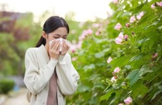 【健康科普】花粉过敏：春天里的“会呼吸的痛”，这份自救指南请收好！