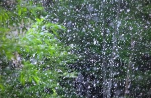 漫天柳絮飘飞季，皮肤科医生教你从容防过敏