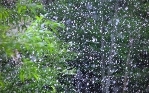 漫天柳絮飘飞季，皮肤科医生教你从容防过敏